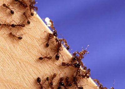 this image shows ant control in Orinda, CA