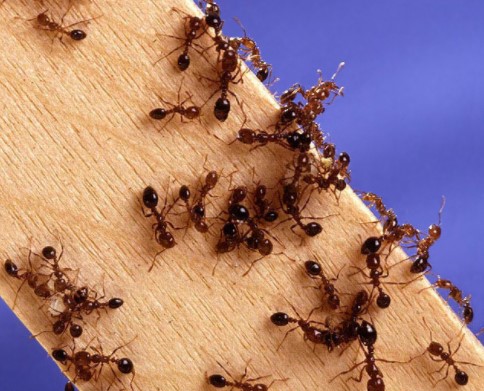 this image shows ants control in Orinda, CA