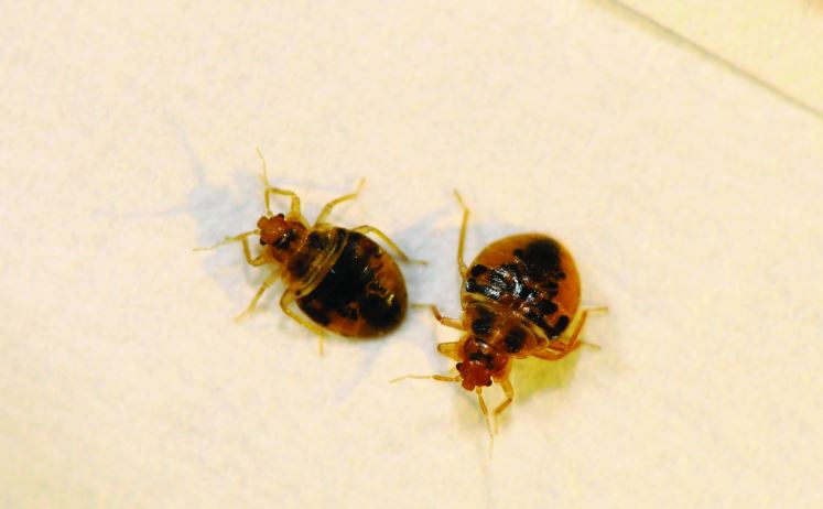 this image shows bed bugs control in Orinda, CA