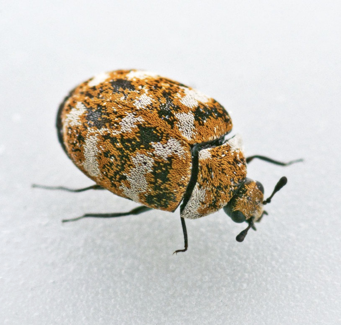 this image shows carpet beetles in Orinda, CA