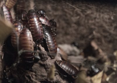 this image shows cockroaches in Orinda, CA