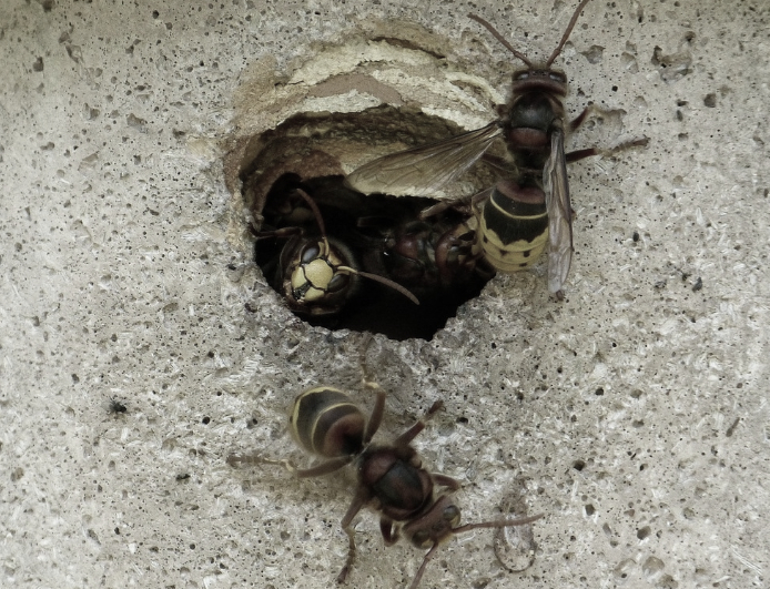 this image shows hornet control in Orinda, CA