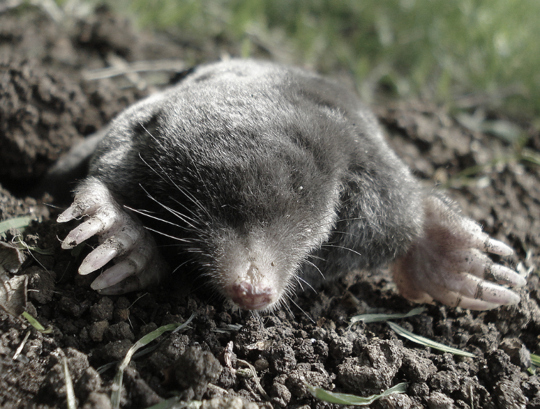 this image shows moles in Orinda, CA