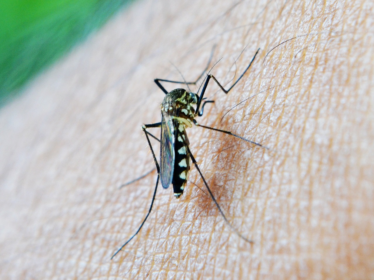 this image shows mosquito control in Orinda, CA