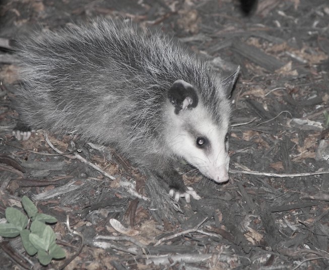 this image shows possum control in Orinda, CA