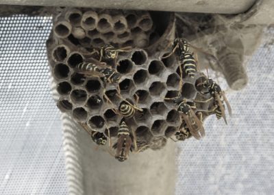 this image shows wasp exterminator in Orinda, CA