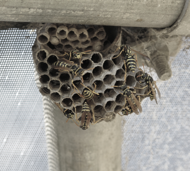 this image shows wasp exterminator in Orinda, CA