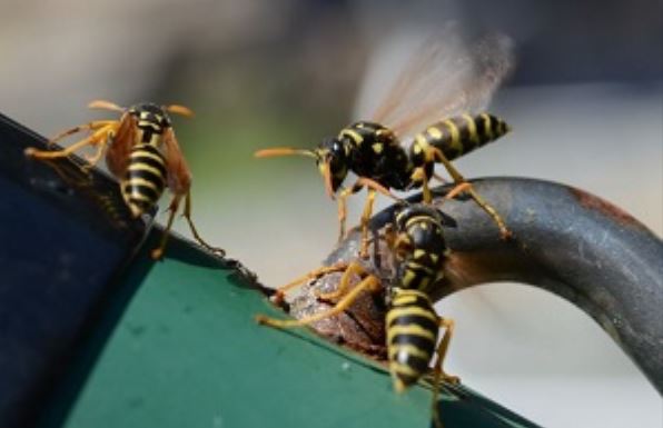 this image shows yellow jackets control in Orinda, CA